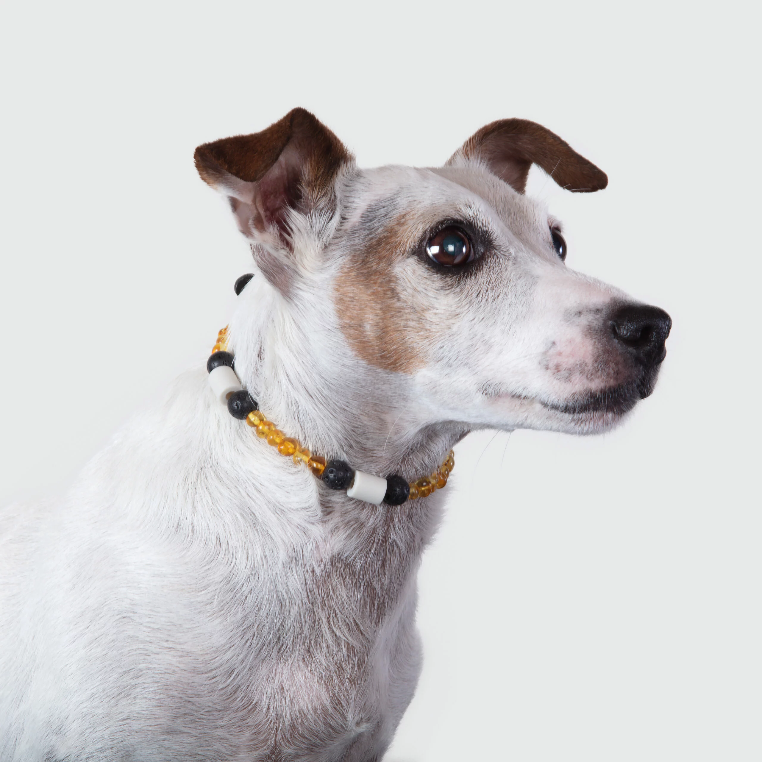 Collier chien Anti-Tiques Protection Naturelle