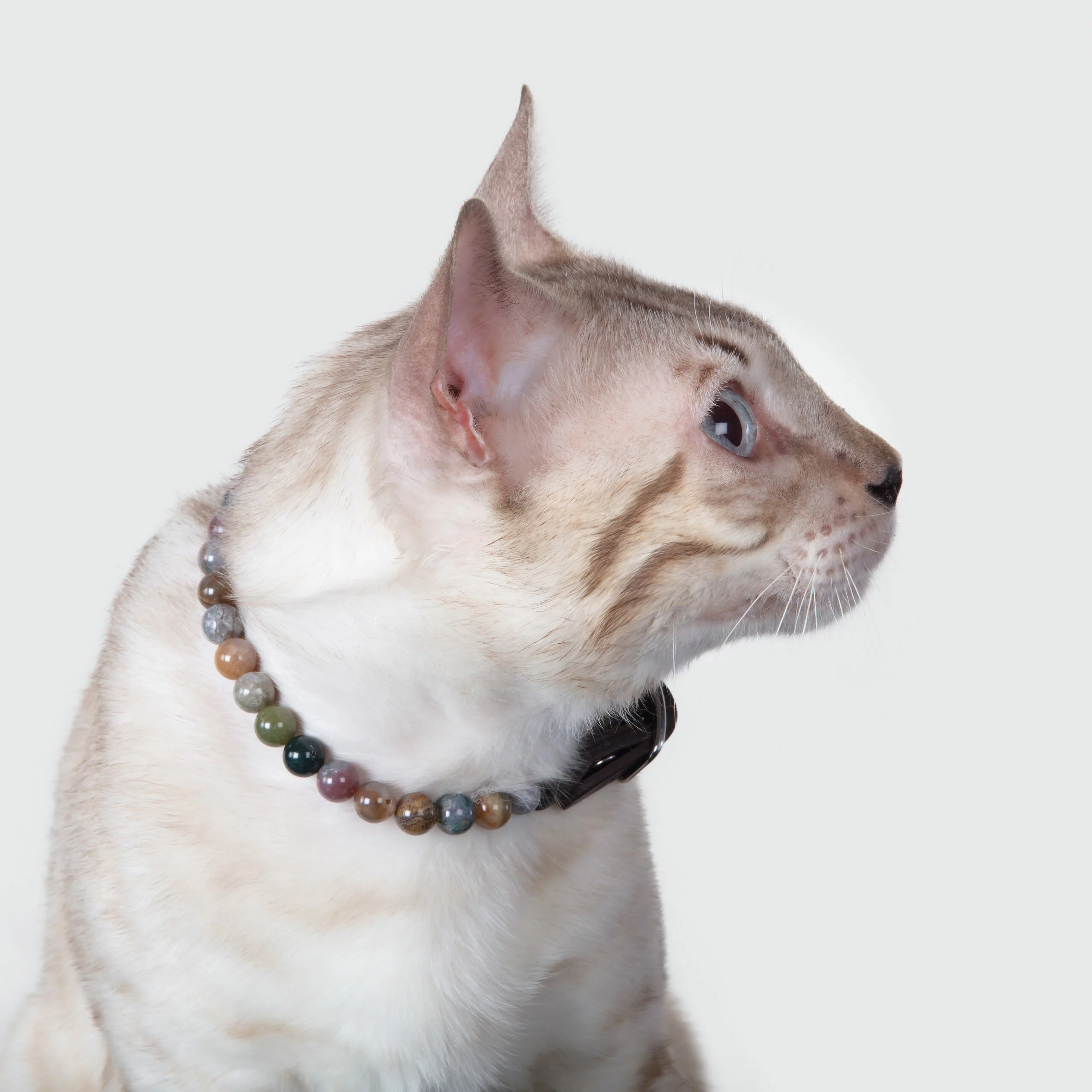 Collier pour chat trop dépendant