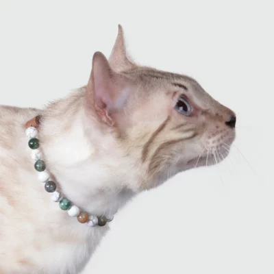 Collier chat anti-agressivité