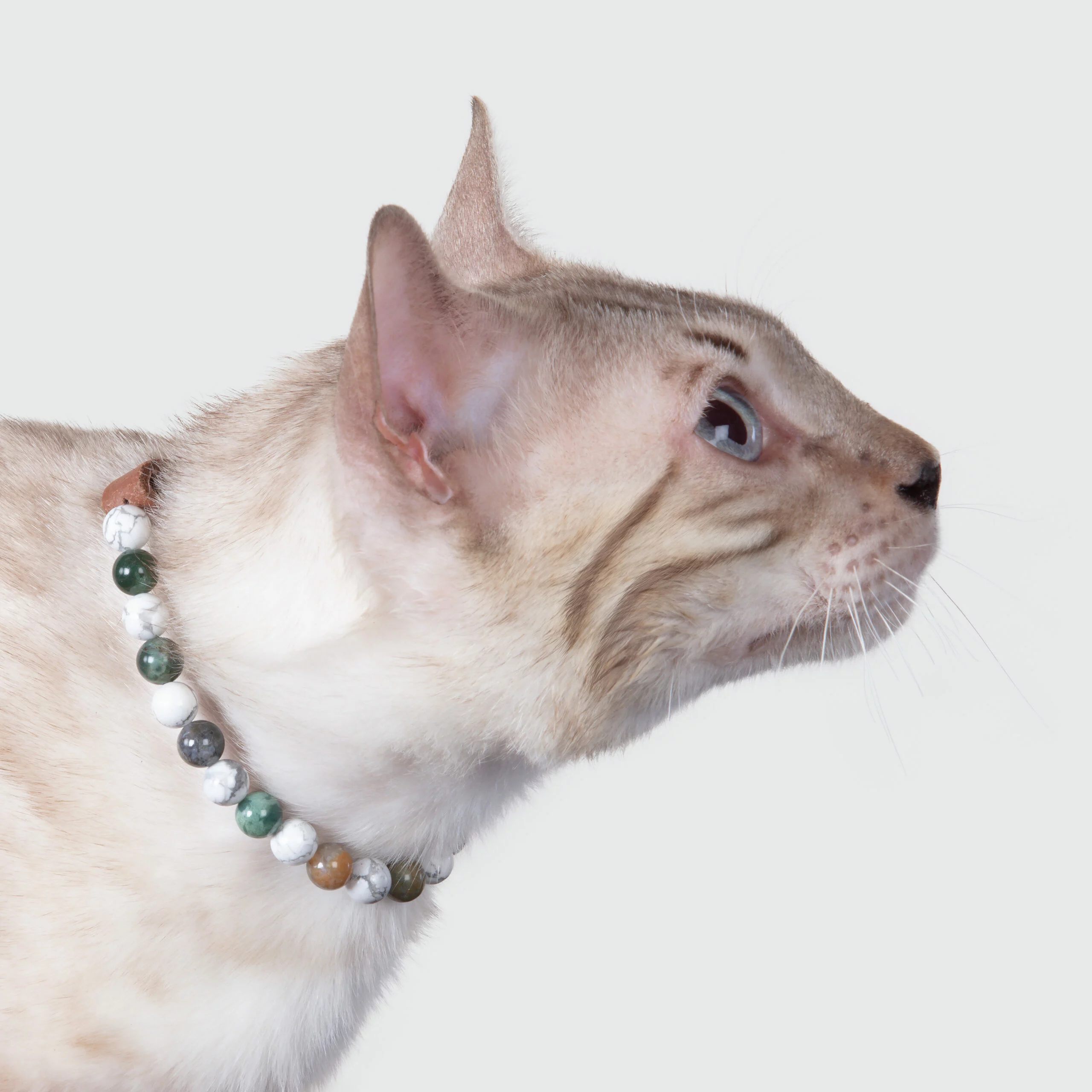 Collier chat anti-agressivité