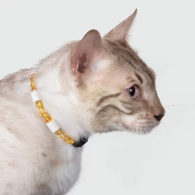 Collier chat anti-tiques et puces