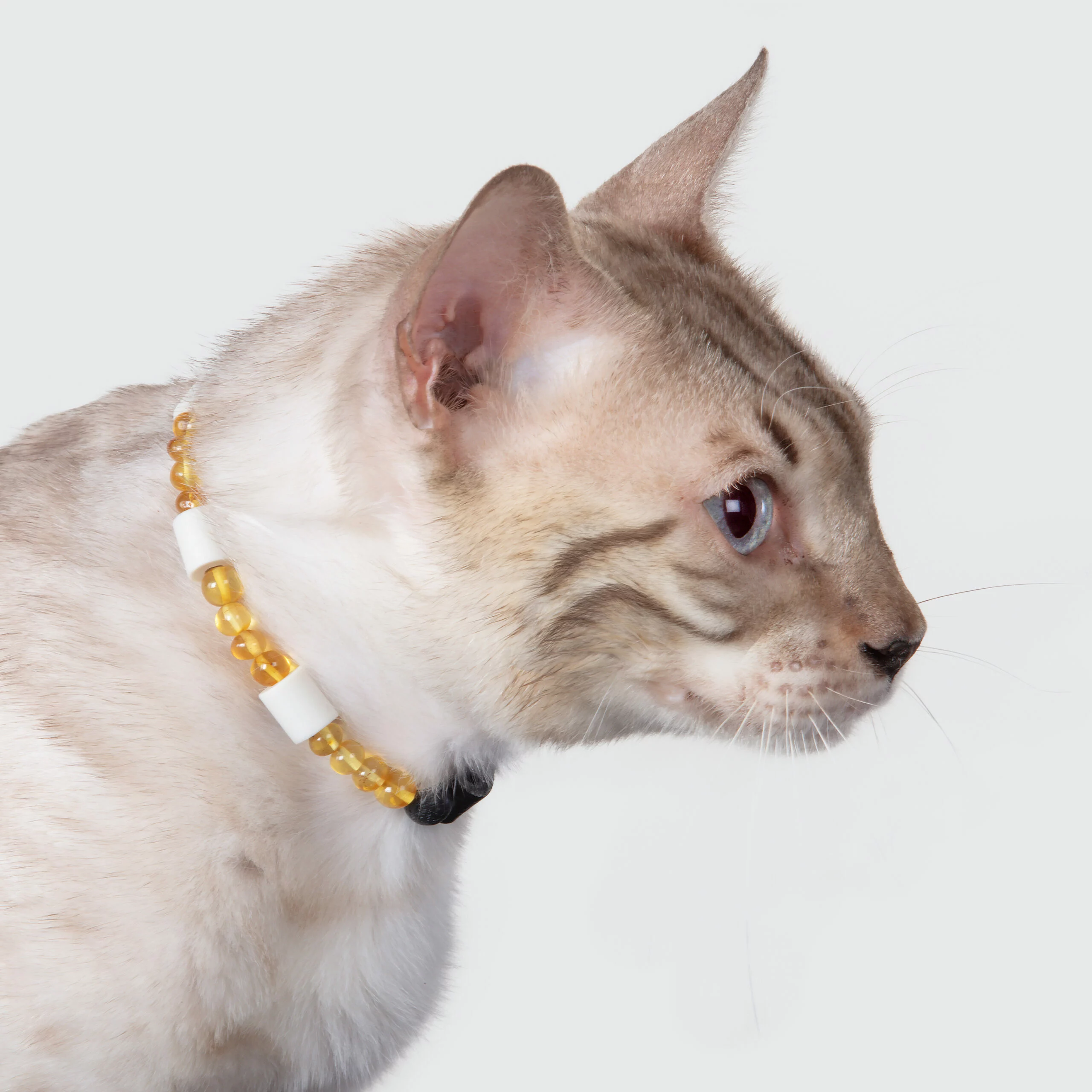 Collier chat anti-tiques et puces