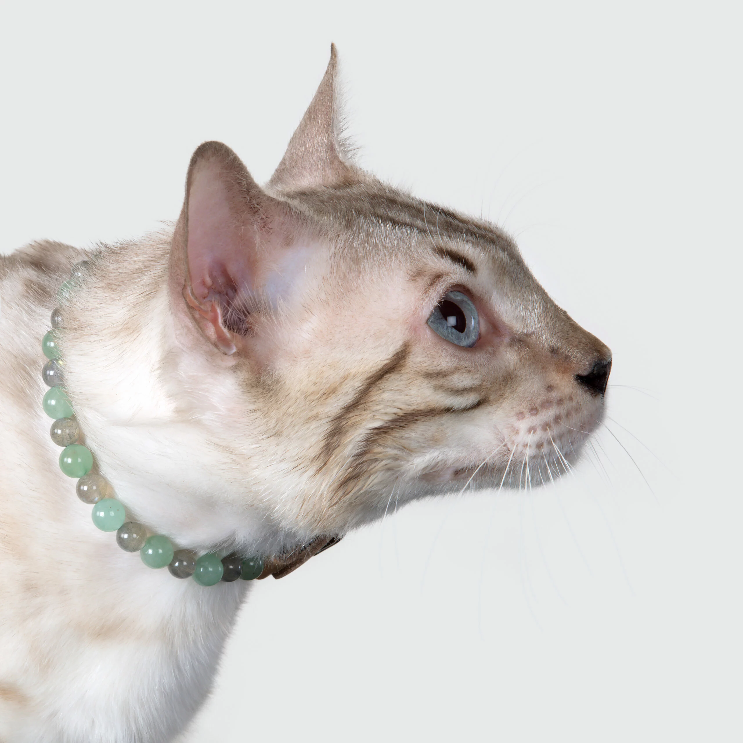 Collier pour chat qui n’aime pas les changements