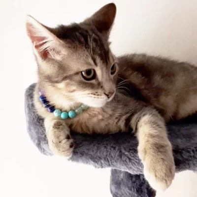 Collier pour chat 7 chakras