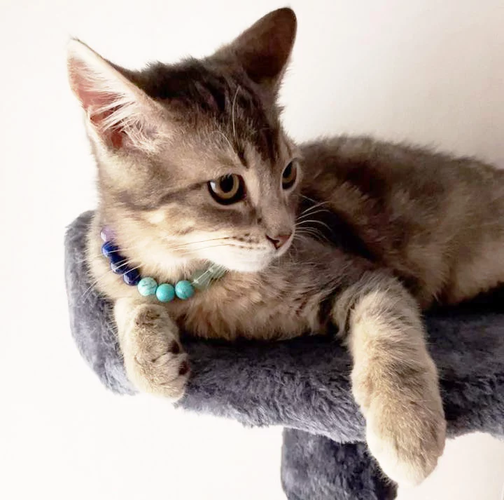 Collier pour chat 7 chakras