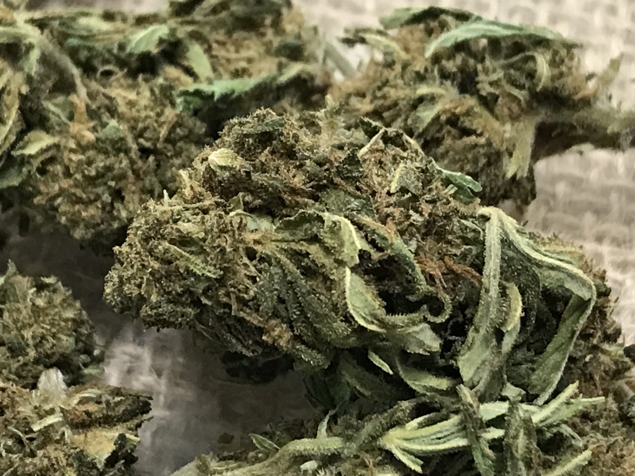 Fleurs de CBD Orange Bud-Saveurs d’agrumes et détente naturelle