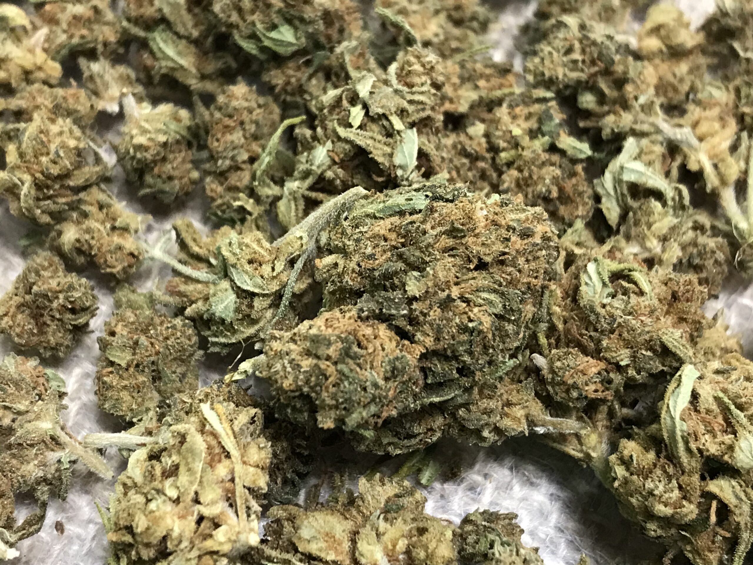 Fleurs de CBD Moby Dick- Arômes puissants