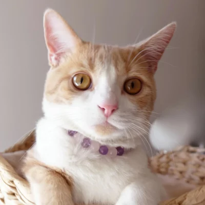 Collier pour chat trop noctambule