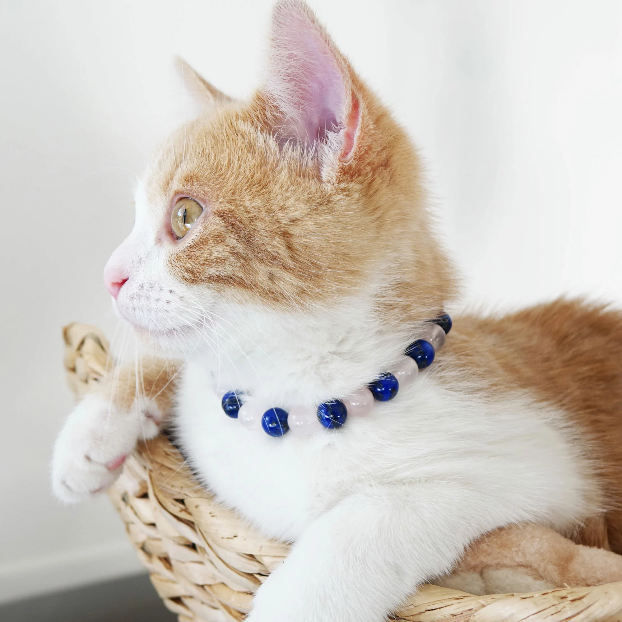 Collier pour chat trop indépendant