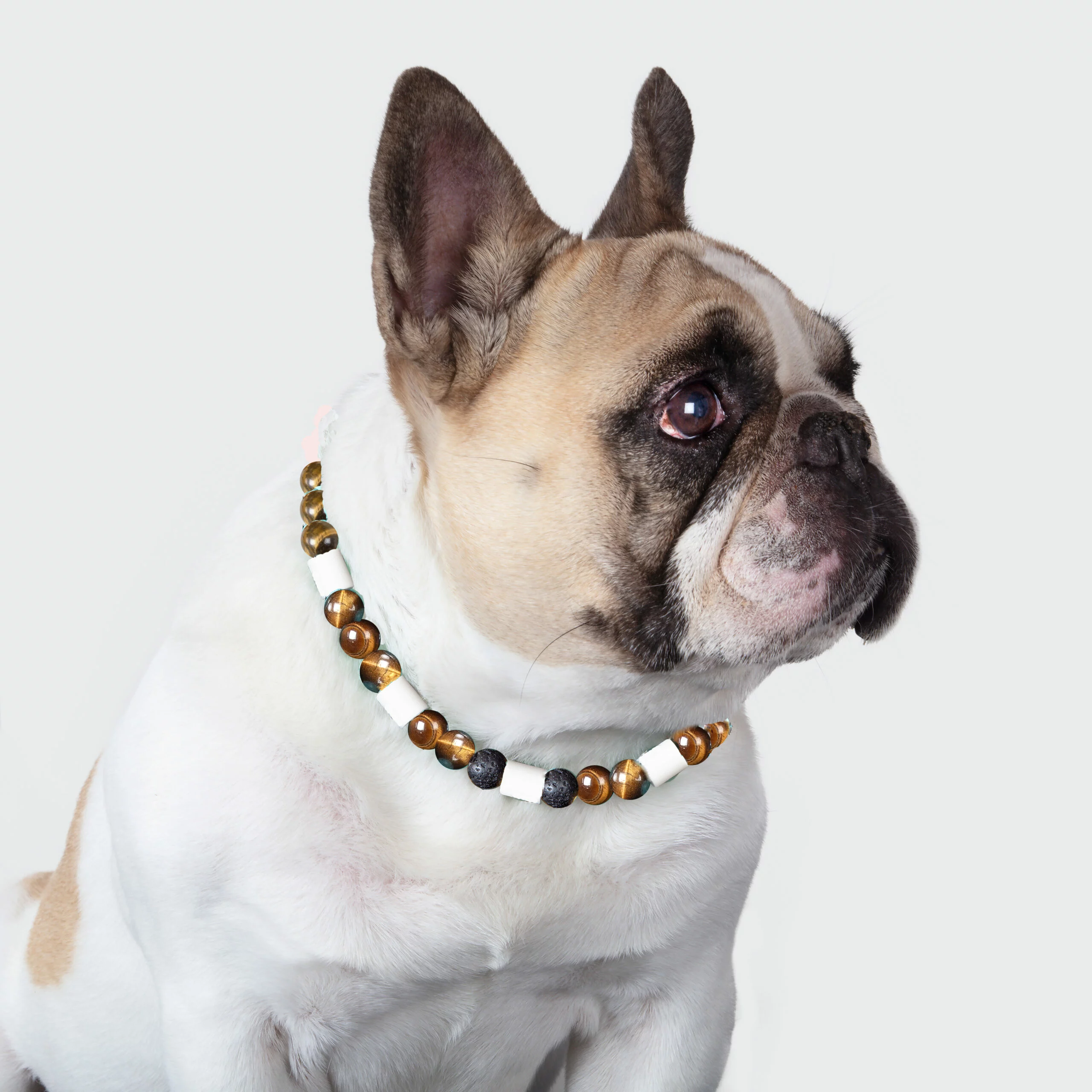 Collier chien protection et nervosité avec anti-tiques