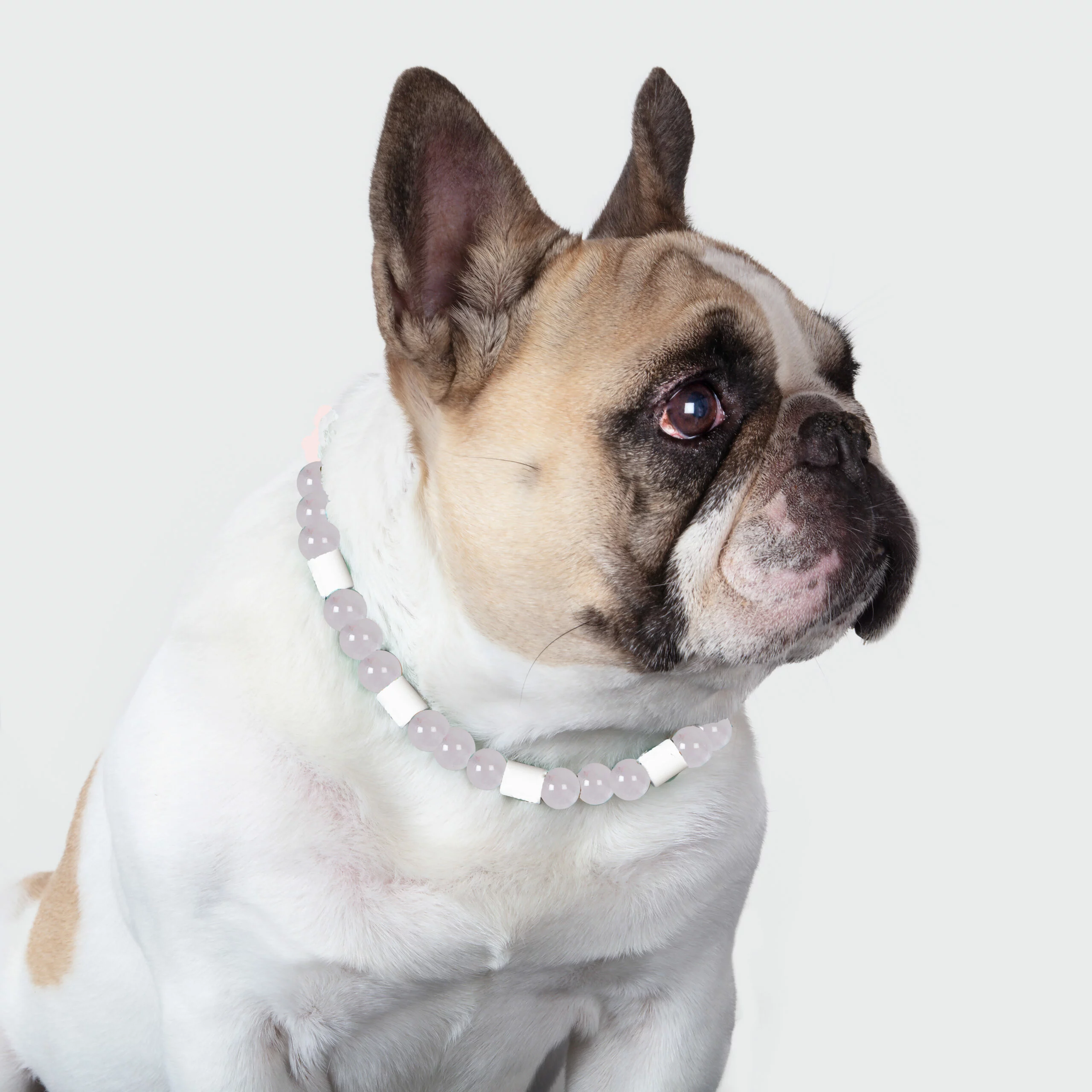 Collier chien réconfort et anti-tiques