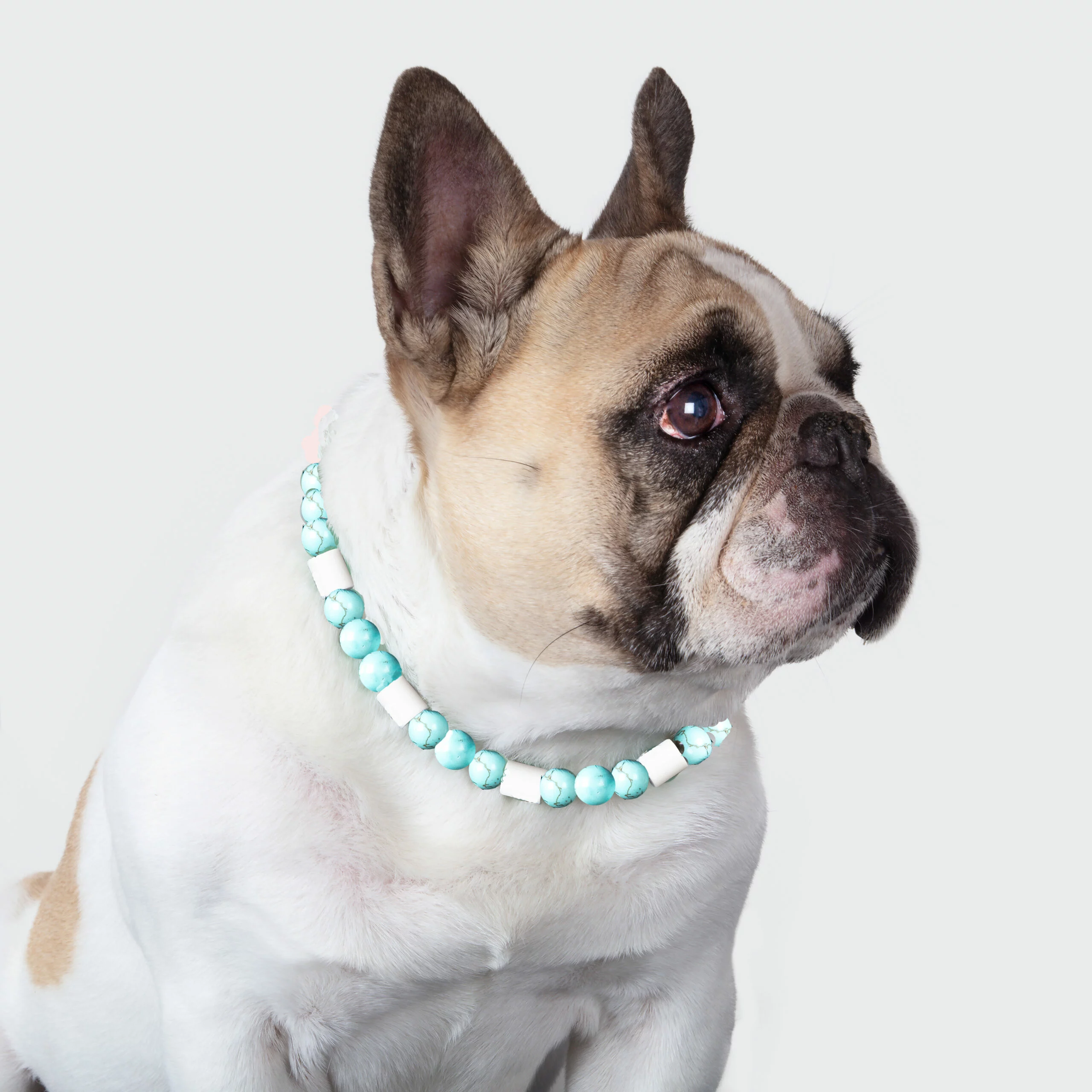 Collier chien stabilisant et anti-tiques